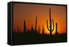 Sun Setting behind Cacti-DLILLC-Framed Stretched Canvas