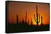 Sun Setting behind Cacti-DLILLC-Framed Stretched Canvas