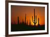 Sun Setting behind Cacti-DLILLC-Framed Premium Photographic Print