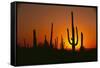 Sun Setting behind Cacti-DLILLC-Framed Stretched Canvas