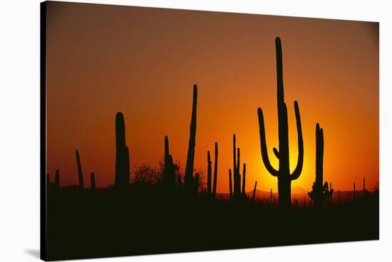 Sun Setting behind Cacti-DLILLC-Stretched Canvas
