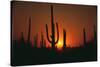 Sun Setting behind Cacti-DLILLC-Stretched Canvas