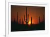 Sun Setting behind Cacti-DLILLC-Framed Premium Photographic Print