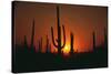 Sun Setting behind Cacti-DLILLC-Stretched Canvas