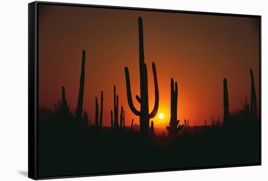 Sun Setting behind Cacti-DLILLC-Framed Stretched Canvas