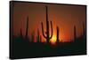 Sun Setting behind Cacti-DLILLC-Framed Stretched Canvas