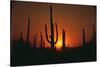 Sun Setting behind Cacti-DLILLC-Stretched Canvas