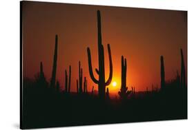 Sun Setting behind Cacti-DLILLC-Stretched Canvas