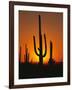 Sun Setting Behind Cacti-null-Framed Photographic Print