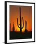 Sun Setting Behind Cacti-null-Framed Photographic Print