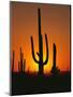 Sun Setting Behind Cacti-null-Mounted Photographic Print