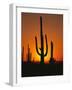 Sun Setting Behind Cacti-null-Framed Photographic Print