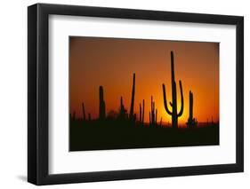 Sun Setting behind Cacti-DLILLC-Framed Photographic Print