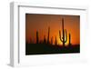 Sun Setting behind Cacti-DLILLC-Framed Photographic Print