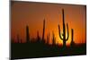 Sun Setting behind Cacti-DLILLC-Mounted Photographic Print