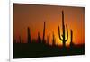 Sun Setting behind Cacti-DLILLC-Framed Photographic Print