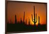 Sun Setting behind Cacti-DLILLC-Framed Photographic Print