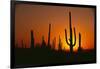 Sun Setting behind Cacti-DLILLC-Framed Photographic Print