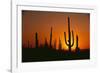 Sun Setting behind Cacti-DLILLC-Framed Photographic Print