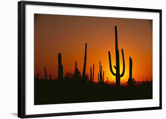 Sun Setting behind Cacti-DLILLC-Framed Photographic Print