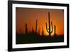 Sun Setting behind Cacti-DLILLC-Framed Photographic Print