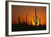 Sun Setting behind Cacti-DLILLC-Framed Photographic Print