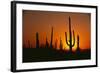 Sun Setting behind Cacti-DLILLC-Framed Photographic Print