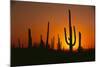 Sun Setting behind Cacti-DLILLC-Mounted Photographic Print