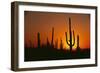 Sun Setting behind Cacti-DLILLC-Framed Photographic Print