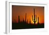 Sun Setting behind Cacti-DLILLC-Framed Photographic Print