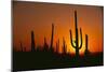 Sun Setting behind Cacti-DLILLC-Mounted Photographic Print