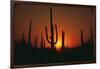 Sun Setting behind Cacti-DLILLC-Framed Photographic Print