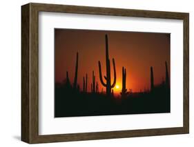 Sun Setting behind Cacti-DLILLC-Framed Photographic Print