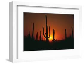Sun Setting behind Cacti-DLILLC-Framed Photographic Print