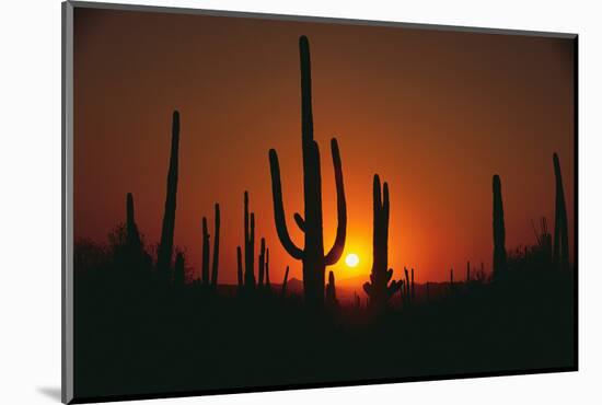 Sun Setting behind Cacti-DLILLC-Mounted Photographic Print