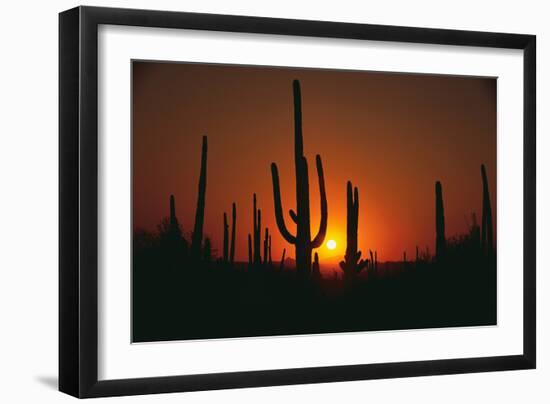 Sun Setting behind Cacti-DLILLC-Framed Photographic Print