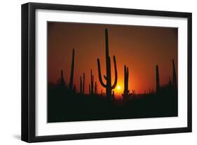 Sun Setting behind Cacti-DLILLC-Framed Photographic Print