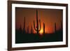 Sun Setting behind Cacti-DLILLC-Framed Photographic Print