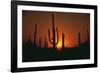 Sun Setting behind Cacti-DLILLC-Framed Photographic Print