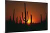 Sun Setting behind Cacti-DLILLC-Mounted Photographic Print