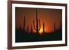 Sun Setting behind Cacti-DLILLC-Framed Photographic Print