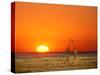 Sun-setting on a Giraffe Couple, Namibia-Janis Miglavs-Stretched Canvas