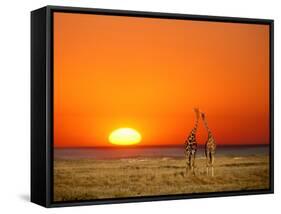 Sun-setting on a Giraffe Couple, Namibia-Janis Miglavs-Framed Stretched Canvas