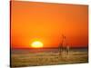 Sun-setting on a Giraffe Couple, Namibia-Janis Miglavs-Stretched Canvas