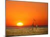 Sun-setting on a Giraffe Couple, Namibia-Janis Miglavs-Mounted Premium Photographic Print