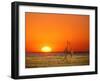 Sun-setting on a Giraffe Couple, Namibia-Janis Miglavs-Framed Photographic Print