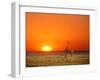 Sun-setting on a Giraffe Couple, Namibia-Janis Miglavs-Framed Photographic Print