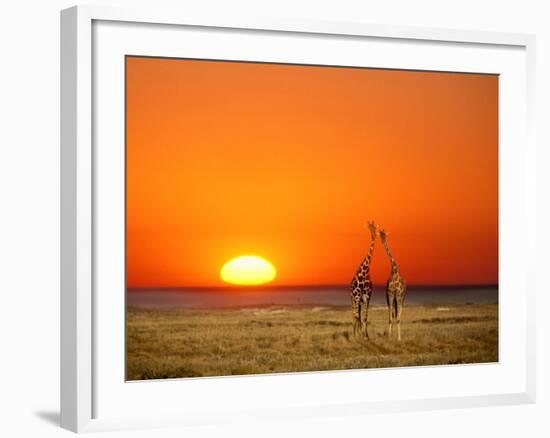 Sun-setting on a Giraffe Couple, Namibia-Janis Miglavs-Framed Photographic Print