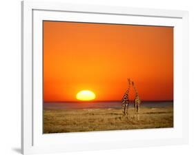 Sun-setting on a Giraffe Couple, Namibia-Janis Miglavs-Framed Photographic Print