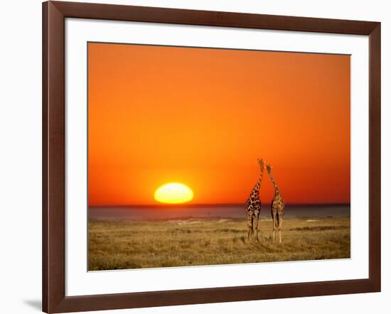 Sun-setting on a Giraffe Couple, Namibia-Janis Miglavs-Framed Photographic Print